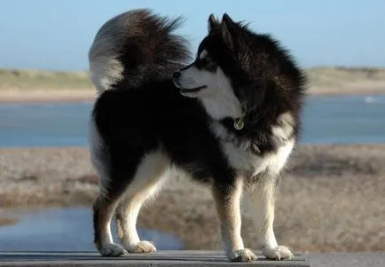 Finn Lapphund (suomenlapinkoyra finn Laika Loparskaya) fajtaleírás, karbantartás és gondozás (