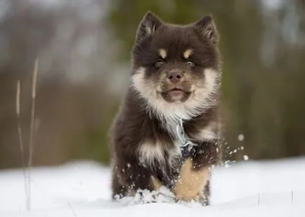 Finn Lapphund (suomenlapinkoyra finn Laika Loparskaya) fajtaleírás, karbantartás és gondozás (