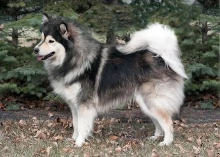 Finlandeză Lapphund (suomenlapinkoyra finlandeză Laika Loparskaya) rasa standard de întreținere și îngrijire (