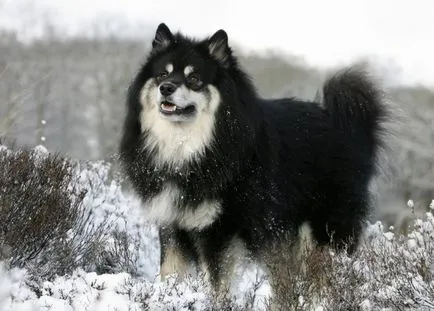 Finlandeză Lapphund (suomenlapinkoyra finlandeză Laika Loparskaya) rasa standard de întreținere și îngrijire (