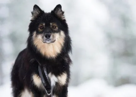 Finlandeză Lapphund (suomenlapinkoyra finlandeză Laika Loparskaya) rasa standard de întreținere și îngrijire (