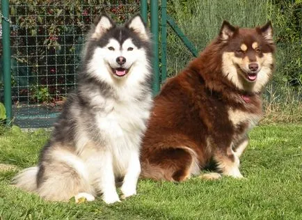 Finn Lapphund (suomenlapinkoyra finn Laika Loparskaya) fajtaleírás, karbantartás és gondozás (