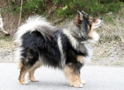 Finlandeză Lapphund (suomenlapinkoyra finlandeză Laika Loparskaya) rasa standard de întreținere și îngrijire (