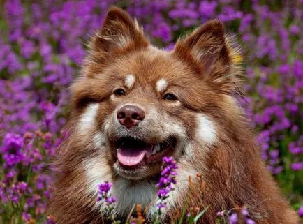 Finn Lapphund (suomenlapinkoyra finn Laika Loparskaya) fajtaleírás, karbantartás és gondozás (