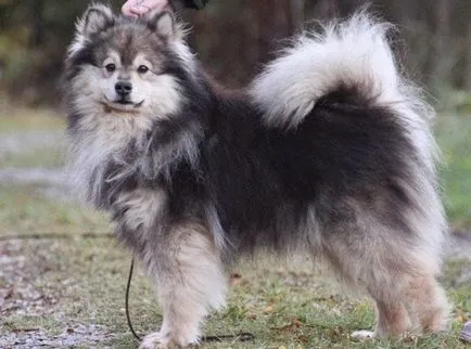 Finlandeză Lapphund (suomenlapinkoyra finlandeză Laika Loparskaya) rasa standard de întreținere și îngrijire (