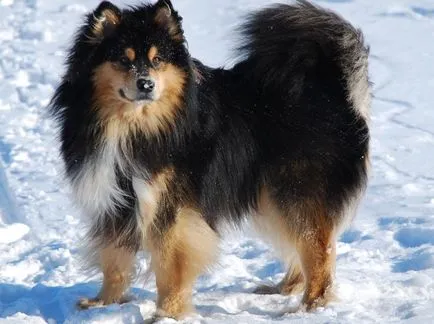 Finlandeză Lapphund (suomenlapinkoyra finlandeză Laika Loparskaya) rasa standard de întreținere și îngrijire (