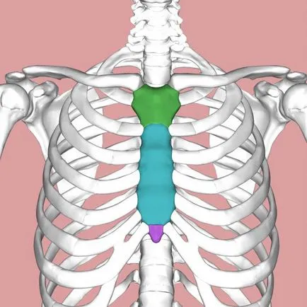 Форма на човека в гърдите