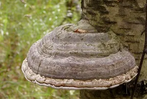 Tratamentul Fungoterapiya sau fungi