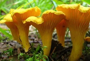 Tratamentul Fungoterapiya sau fungi