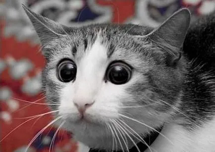 Photo szórakoztató és vicces macskák - Szfinx krysik