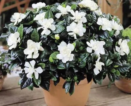 Gardenia la domiciliu