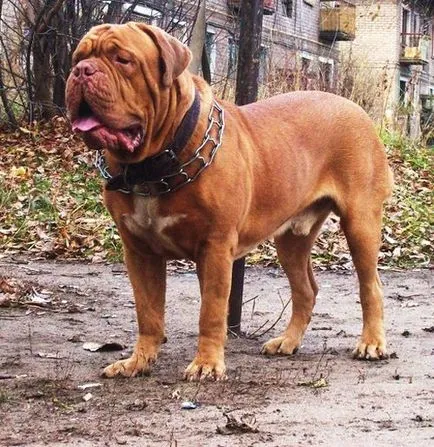 Franceză Mastiff rasa fotografie și descrierea prețului catelus