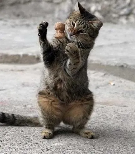 Photo szórakoztató és vicces macskák - Szfinx krysik