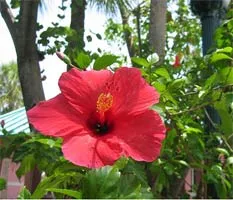 Hibiscus - virág a csendes-óceáni szigeteken