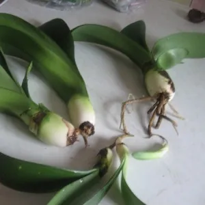 Haemanthus - грижи в дома, как размножаването на защо растението не цъфти
