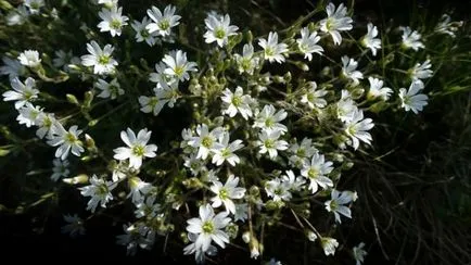 Verdure (45 снимки) дългосрочно paniculata, влечуги, фламинго, превръзка, елегантен, ponikulyata