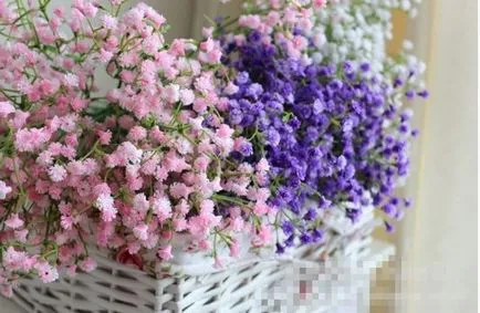 Gypsophila расте от семена, цветя грижи ВУ