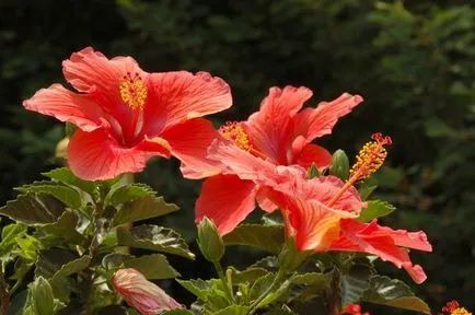 Hibiscus, mint egy szimbólum a szakterületen Kína - Fair Masters - kézzel készített, kézzel készített