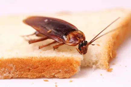 În cazul în care gândaci trăiesc în casă și cum să le găsească
