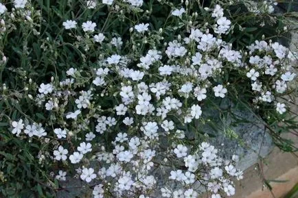 Gypsophila расте от семена, цветя грижи ВУ