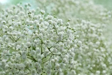 Gypsophila расте от семена, цветя грижи ВУ