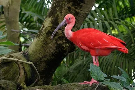 Hibiscus, mint egy szimbólum a szakterületen Kína - Fair Masters - kézzel készített, kézzel készített