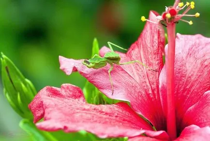 Hibiscus, mint egy szimbólum a szakterületen Kína - Fair Masters - kézzel készített, kézzel készített