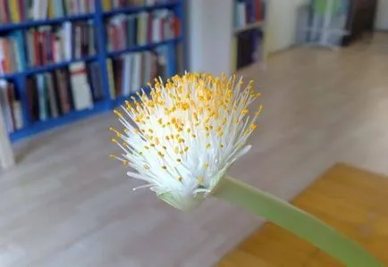 Haemanthus грижи у дома, фото и видео