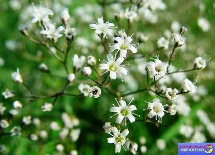 Gypsophila évelő ültetési és gondozási Photo