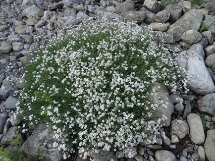 Gypsophila în creștere din semințe, flori de îngrijire, ls