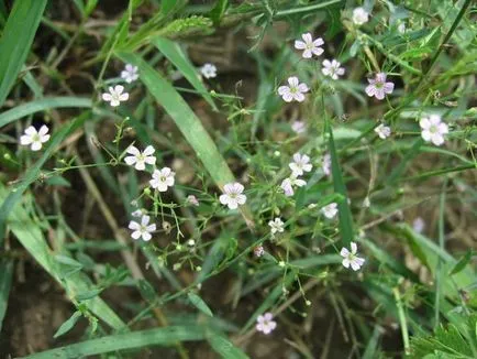 Lomb (45 fotó) hosszú távú, paniculata, kúszó, flamingók, öltözködés, elegáns, ponikulyata