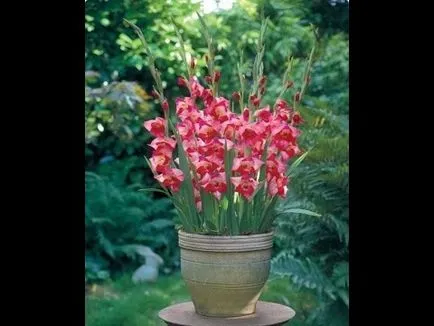 Gladiole în ghivece (Planters) de plantare și îngrijire pe stradă, pe balcon