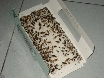 Къде хлебарки живеят в дома и как да ги намерят