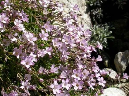 Lomb (45 fotó) hosszú távú, paniculata, kúszó, flamingók, öltözködés, elegáns, ponikulyata