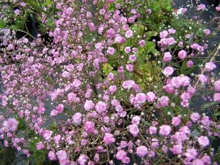 Gypsophila în creștere din semințe, flori de îngrijire, ls