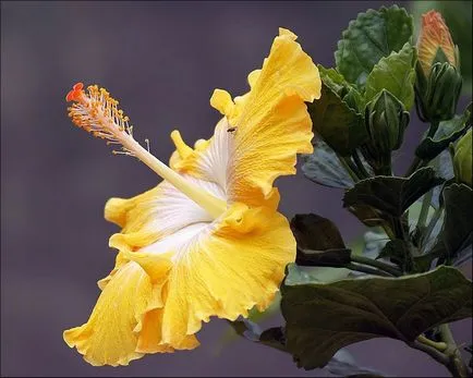 Hibiscus, mint egy szimbólum a szakterületen Kína - Fair Masters - kézzel készített, kézzel készített