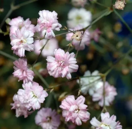 Gypsophila расте от семена, цветя грижи ВУ