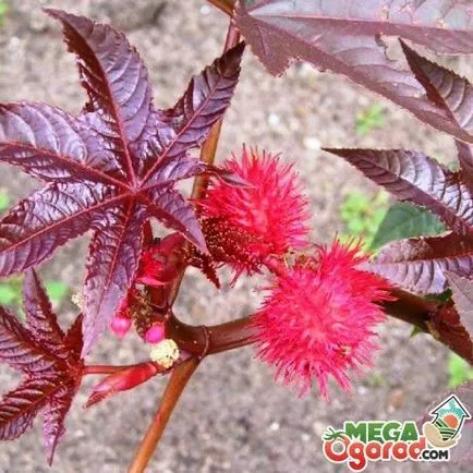 A főbb pontok a termesztés ricinus - ültetés és gondozás