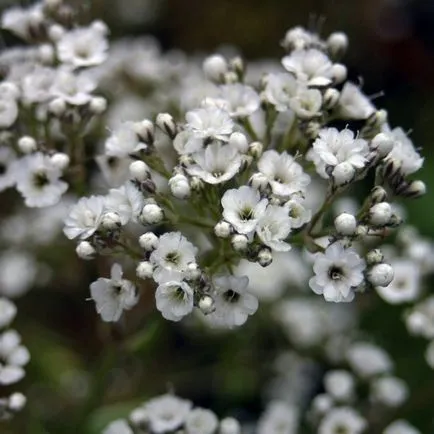 Gypsophila расте от семена, цветя грижи ВУ