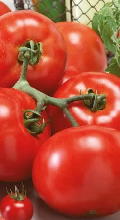 Повечето продуктивни сортове домати за парници и описание на техните основни характеристики