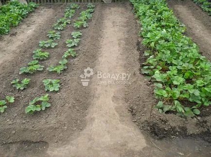 Plantarea de căpșuni pentru boabe mari nu a fost rănit