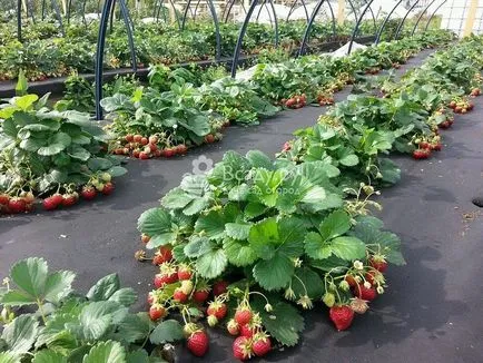 Plantarea de căpșuni pentru boabe mari nu a fost rănit
