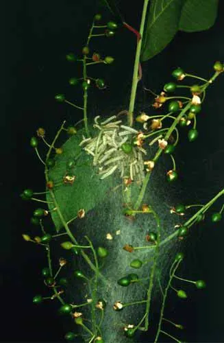 Bird cireșe molia hermină (yponomeuta evonymella l