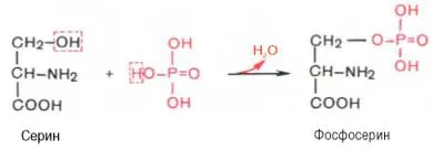 Хормоните - амино киселинни производни