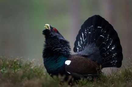 Езерата (Tetrao urogallus) размножаване, снимки, интересни факти