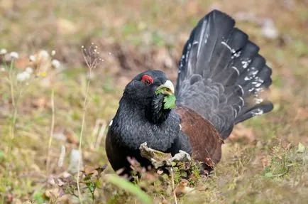 Езерата (Tetrao urogallus) размножаване, снимки, интересни факти