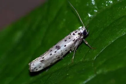 Bird cseresznye ermine moly (Yponomeuta evonymella l