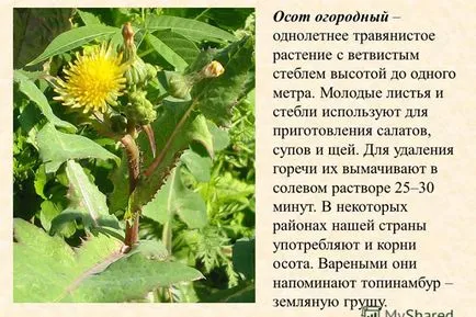 Елда и Sonchus Arvensis дълги мед растения цъфтящи