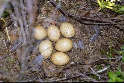 Езерата (Tetrao urogallus) размножаване, снимки, интересни факти