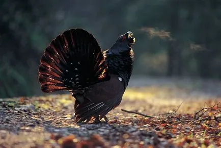 Siketfajd (Tetrao urogallus) tenyésztés, fotók, érdekességek